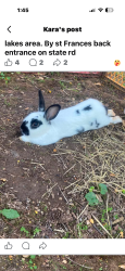 Lost Male Rabbit last seen Manchester and 619, Akron, OH 44319