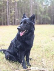 Reunited Male Dog last seen Fowler Rd, Zebulon, NC 27597