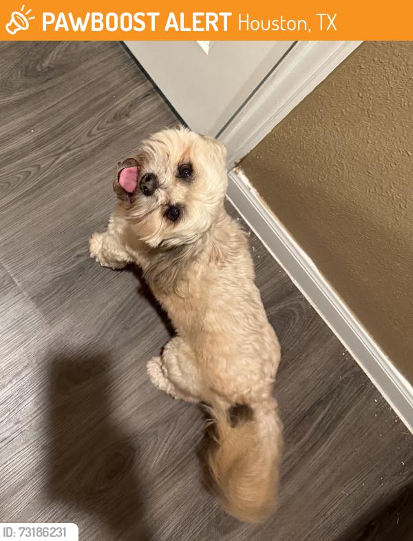 Found/Stray Male Dog last seen Monroe and Fuqua, Houston, TX 77061