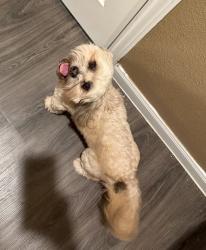 Found/Stray Male Dog last seen Monroe and Fuqua, Houston, TX 77061