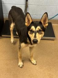 Shelter Stray Female Dog last seen Near Aztec Rd, Doraville, GA 30340, 30340, GA, 3280 Chamblee Dunwoody Rd, Chamblee, GA 30341, USA
