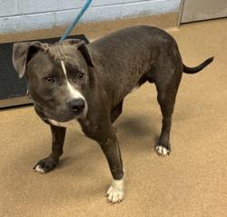 Shelter Stray Male Dog last seen Near Dorset Cir, 30035, GA, 3280 Chamblee Dunwoody Rd, Chamblee, GA 30341, USA