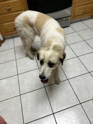 Reunited Female Dog last seen Morinville, Sturgeon County, AB 