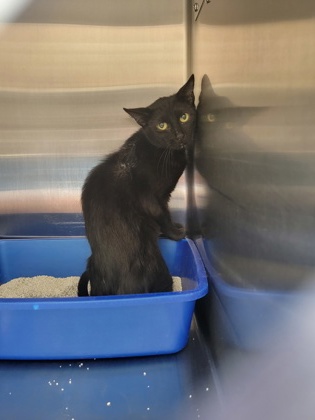 Shelter Stray Unknown Cat last seen W 141st St and Wilmuth Dr, Carmel City, IN, 10501 Hague Rd, Fishers, IN 46038, USA