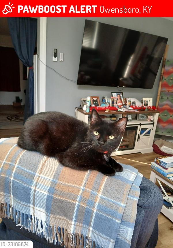Lost Male Cat last seen Paws and Claws, Owensboro, KY 42301
