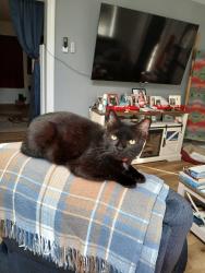 Lost Male Cat last seen Paws and Claws, Owensboro, KY 42301