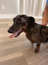 Found/Stray Male Dog last seen Lincoln & Reese, Cheyenne, WY, Laramie County, WY 82009