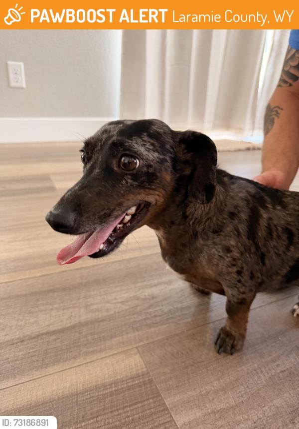 Found/Stray Male Dog last seen Lincoln & Reese, Cheyenne, WY, Laramie County, WY 82009