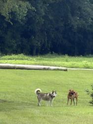 Reunited Unknown Dog last seen End of Fred court, Wilson County, NC 27893