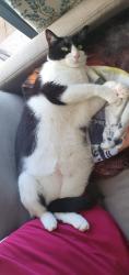 Reunited Female Cat last seen Great linns, Central Bedfordshire, England MK43 0XS