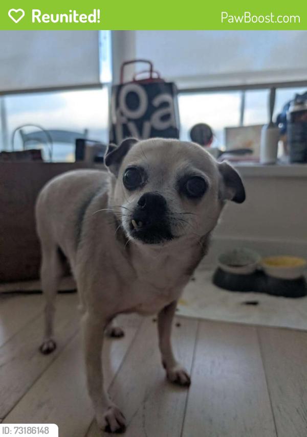 Reunited Female Dog last seen east 34th avenue and gladstone street, Vancouver, BC V5P 4C1