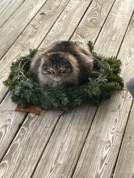 Reunited Male Cat last seen Lantana Ln, Mechanicsville, VA 23111, Mechanicsville, VA 23111