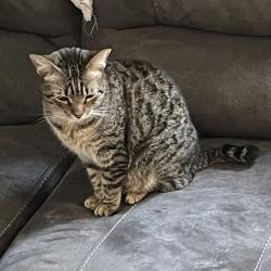 Lost Female Cat last seen Near prairie lake dr fern park fl 32730, Casselberry, FL 32730
