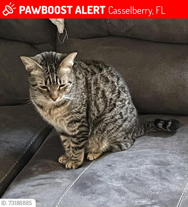 Lost Female Cat last seen Near prairie lake dr fern park fl 32730, Casselberry, FL 32730