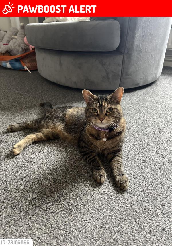 Lost Female Cat last seen Hawksley mill lane or steel road, West Midlands, England B31 2RH