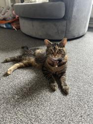 Lost Female Cat last seen Hawksley mill lane or steel road, West Midlands, England B31 2RH