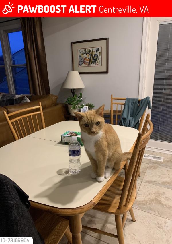Lost Male Cat last seen Cabells Mill, Centreville, VA 20120