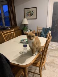 Lost Male Cat last seen Cabells Mill, Centreville, VA 20120