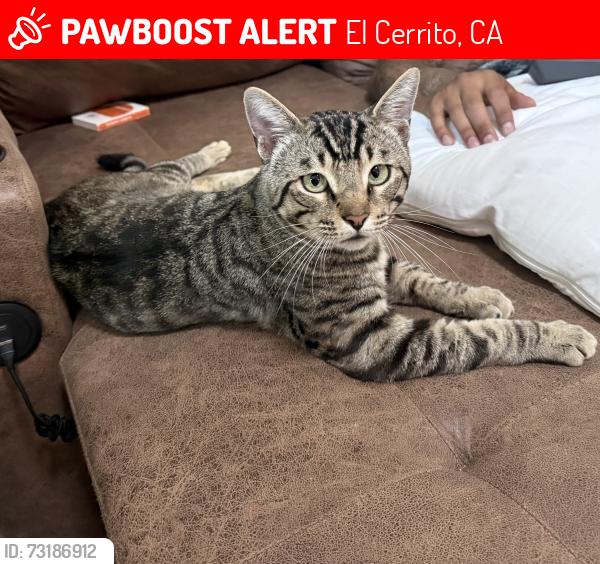 Lost Male Cat last seen Potrero, El Cerrito, CA 94530