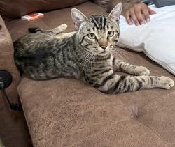 Lost Male Cat last seen Potrero, El Cerrito, CA 94530