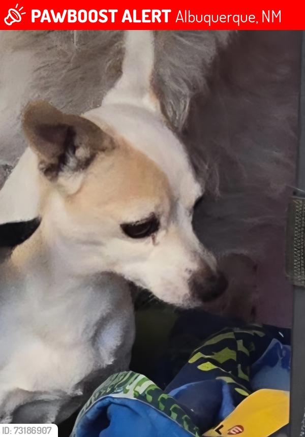 Lost Female Dog last seen Montgomery and carlisle, Albuquerque, NM 87107