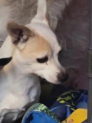 Lost Female Dog last seen Montgomery and carlisle, Albuquerque, NM 87107