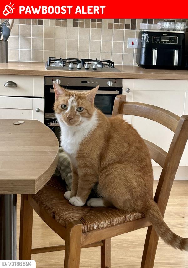 Lost Male Cat last seen Newborough Pharmacy, Newborough, England 