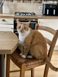 Lost Male Cat last seen Newborough Pharmacy, Newborough, England 