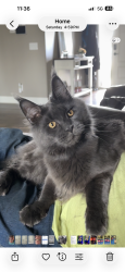 Lost Male Cat last seen Lynwood Dr, Papillion, NE 68133
