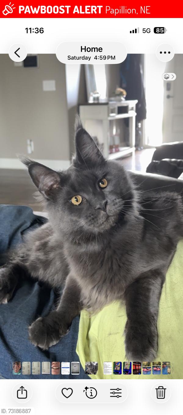 Lost Male Cat last seen Lynwood Dr, Papillion, NE 68133