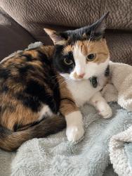 Lost Female Cat last seen Near side road acton ontario, Regional Municipality of Halton, ON 