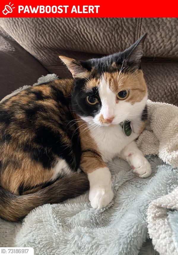 Lost Female Cat last seen Near side road acton ontario, Regional Municipality of Halton, ON 