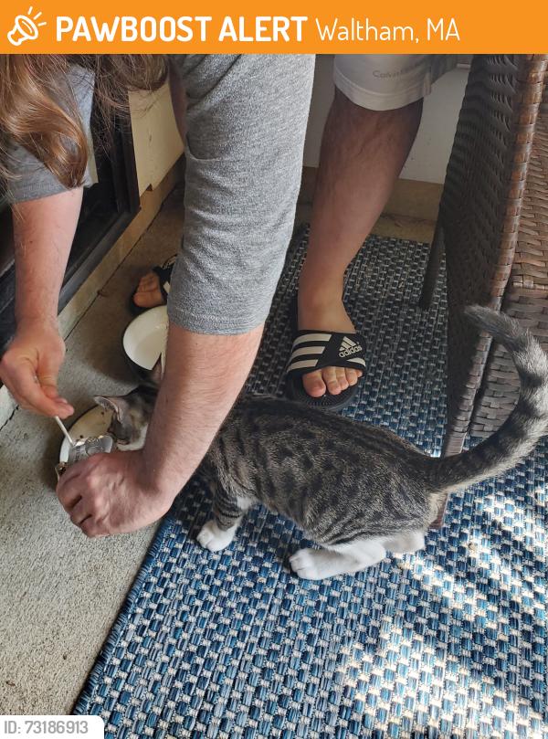 Found/Stray Male Cat last seen Briar Glen apmts, Waltham, MA 02451