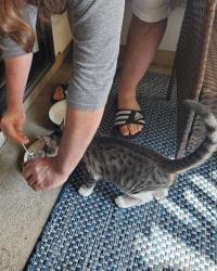 Found/Stray Male Cat last seen Briar Glen apmts, Waltham, MA 02451