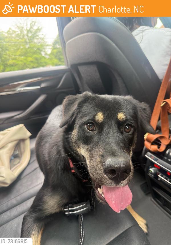 Found/Stray Female Dog last seen Near E W.T. Harris Blvd, Charlotte, NC 28227
