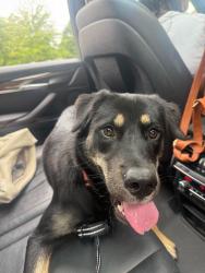 Found/Stray Female Dog last seen Near E W.T. Harris Blvd, Charlotte, NC 28227