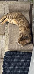 Lost Male Cat last seen Rannoch Road, Greater London, England W6 9EZ