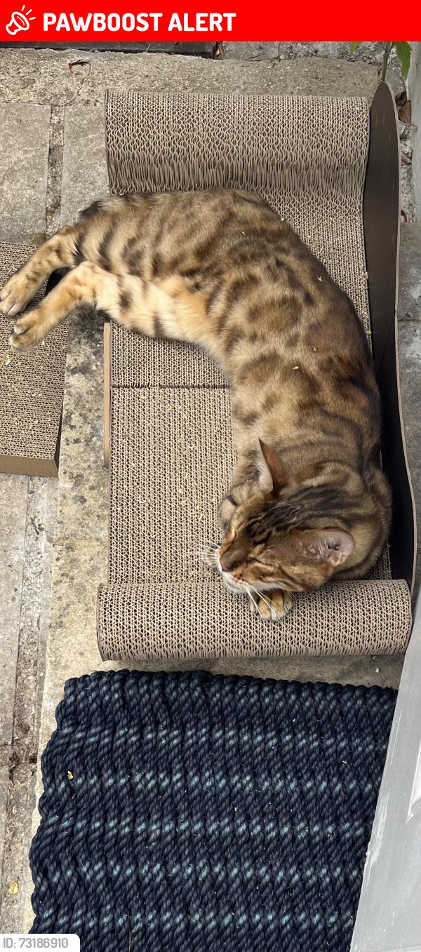 Lost Male Cat last seen Rannoch Road, Greater London, England W6 9EZ
