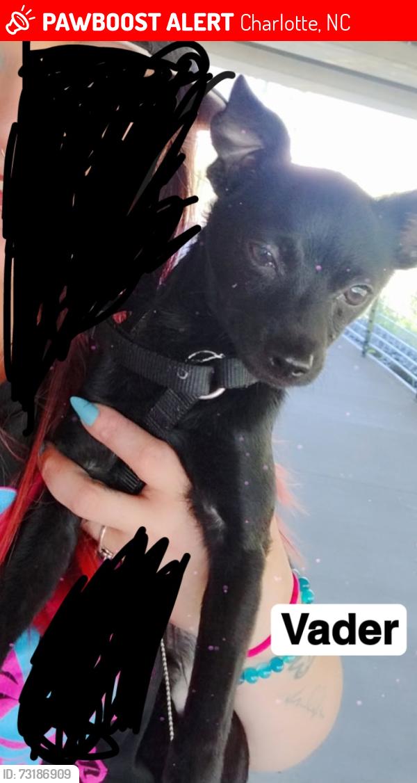 Lost Male Dog last seen Billy Graham and Boyer St, Charlotte, NC 28208
