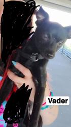 Lost Male Dog last seen Billy Graham and Boyer St, Charlotte, NC 28208