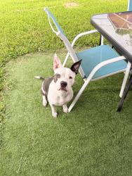 Lost Female Dog last seen Blueberry st and Dabney dr, Pasadena, TX 77502