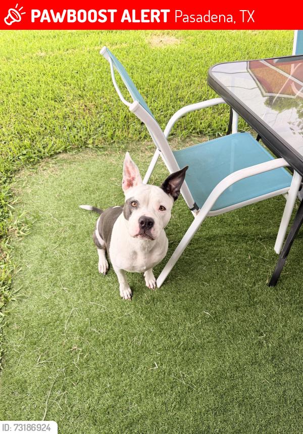 Lost Female Dog last seen Blueberry st and Dabney dr, Pasadena, TX 77502