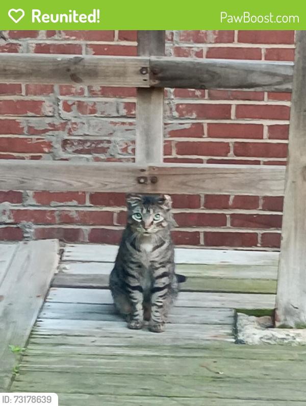 Reunited Unknown Cat last seen west market st and mount view, Akron, OH 44303