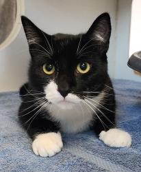 Shelter Stray Male Cat last seen Near Jordan Street, San Diego, CA, 92123, 5500 Gaines St, San Diego, CA 92110, USA