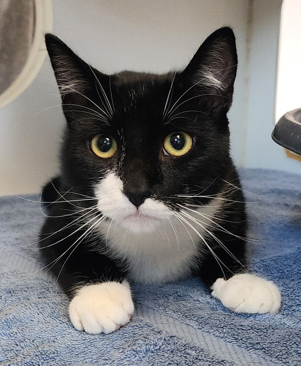 Shelter Stray Male Cat last seen Near Jordan Street, San Diego, CA, 92123, 5500 Gaines St, San Diego, CA 92110, USA
