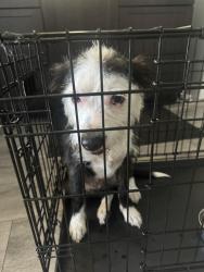 Reunited Female Dog last seen Lewis and 14th, Waukegan, Waukegan, IL 60085