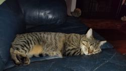 Lost Female Cat last seen Bonnett pond and roche rd, Chipley, FL 32428