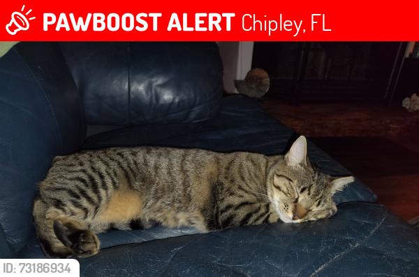 Lost Female Cat last seen Bonnett pond and roche rd, Chipley, FL 32428