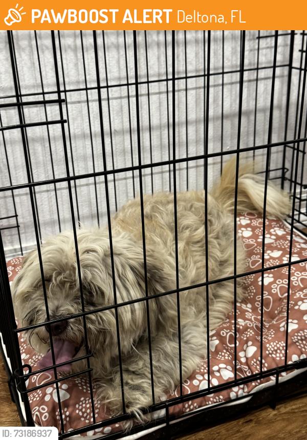 Found/Stray Male Dog last seen El campo ave Deltona Fl, Deltona, FL 32725