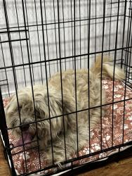 Found/Stray Male Dog last seen El campo ave Deltona Fl, Deltona, FL 32725